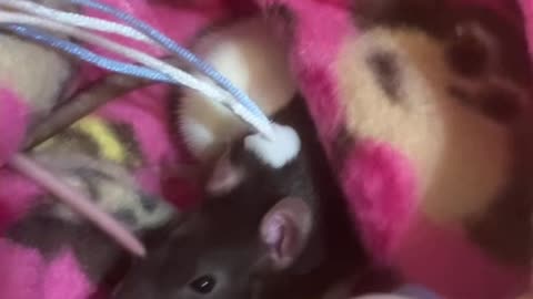 Pouch Time Part 4: Wednesday Tries to Get Comfy, Enid Watches