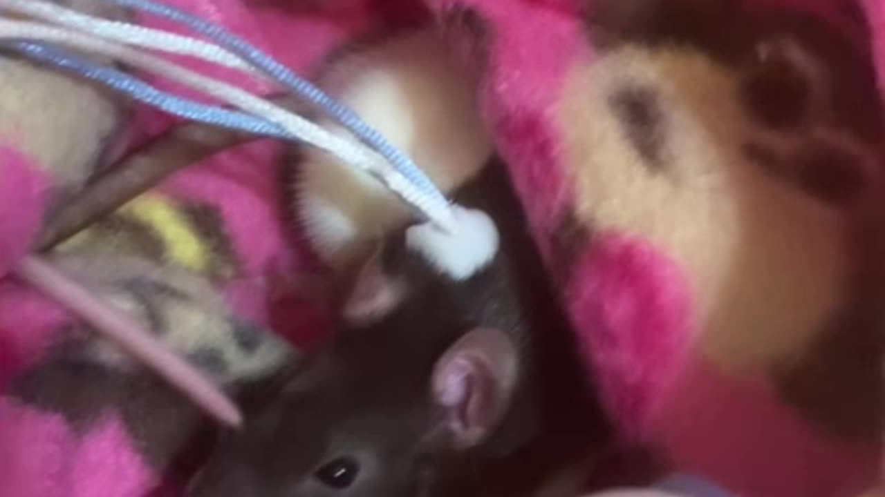 Pouch Time Part 4: Wednesday Tries to Get Comfy, Enid Watches