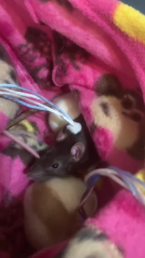 Pouch Time Part 4: Wednesday Tries to Get Comfy, Enid Watches