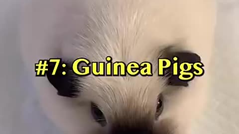 TOP 10 BEST PETS!