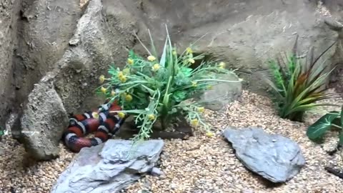 Milk Snack at San Juan de Aragon Zoo in Mexico City