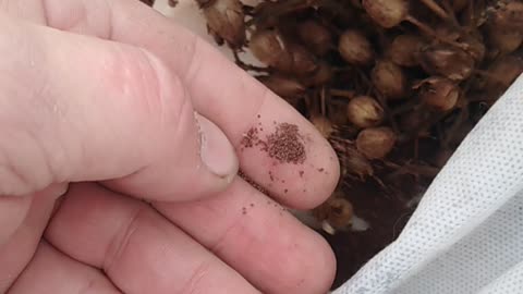 как выглядят семена_what do the seeds look like_à quoi ressemblent les graines