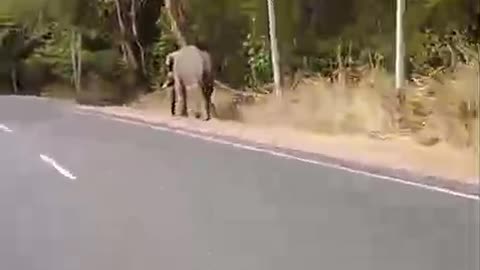 Wild elephant