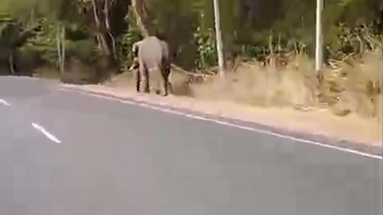 Wild elephant