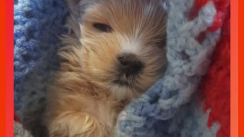 Puppy Comeback, Cat at the Game & Criminally Cute Pets