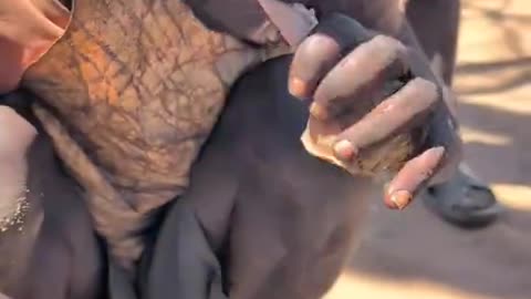 Hadzabe Tribe bush people are adventurous