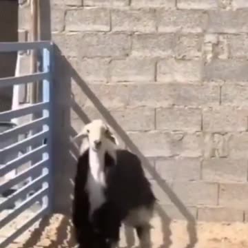 The moment when a sheep that grew up with goats realizes that he’s not a goat.. 😅