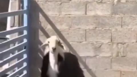 The moment when a sheep that grew up with goats realizes that he’s not a goat.. 😅