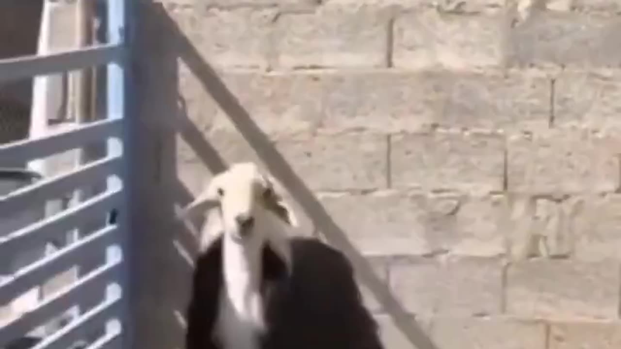 The moment when a sheep that grew up with goats realizes that heโs not a goat.. ๐