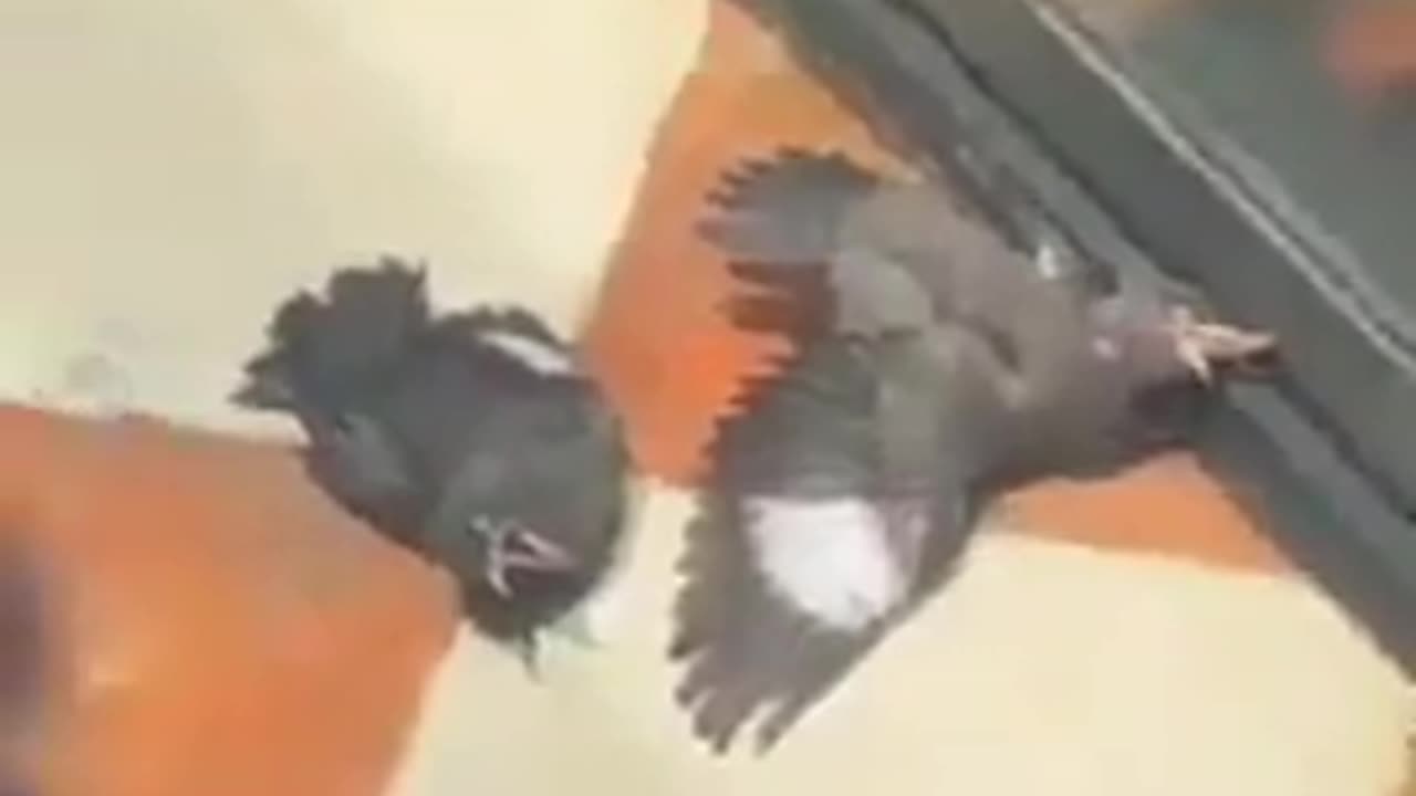 Love All Life Always #133 - Birds Faking Injuries - Love It!