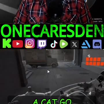 Cats vs. Birds: The Stupidest "Dialogue" in Nature