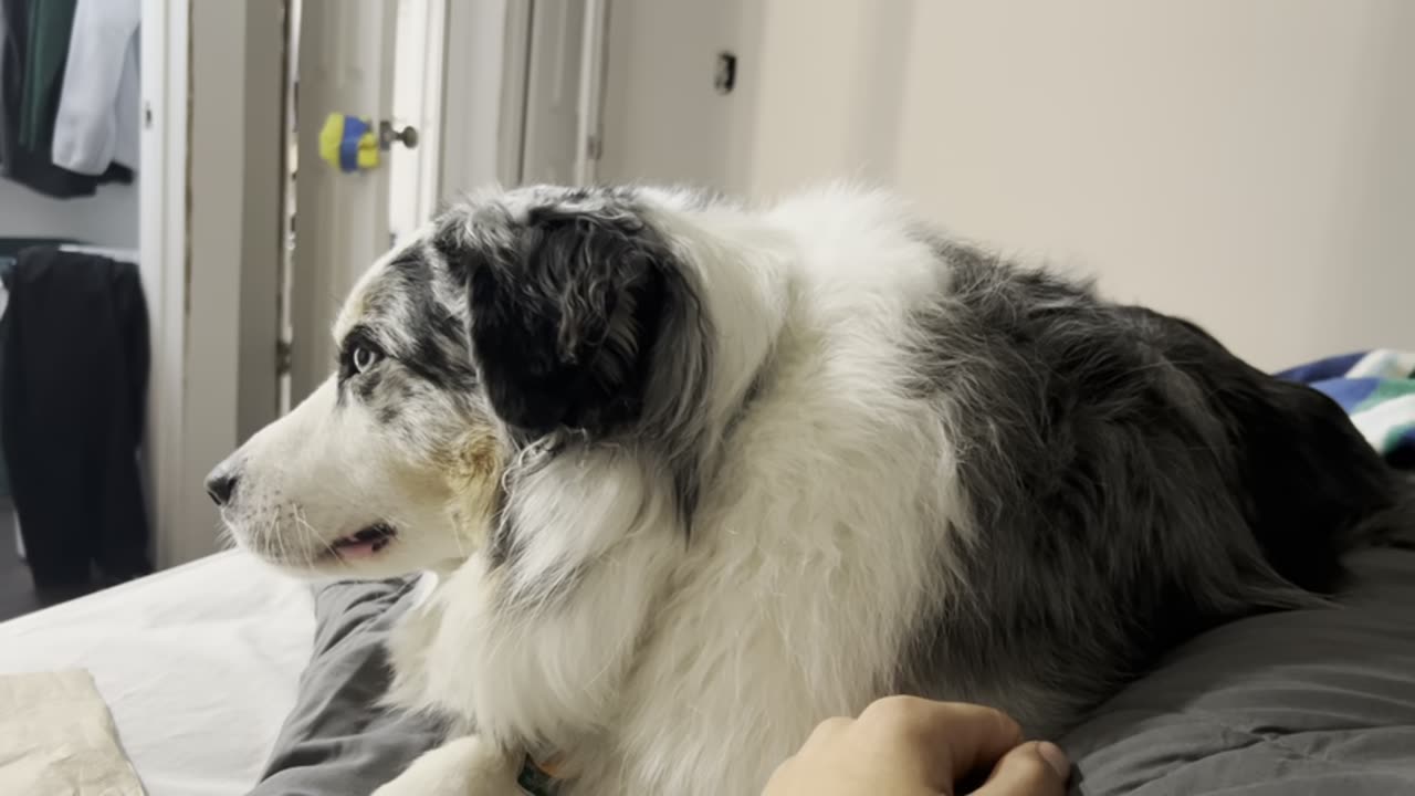 telling dog he's gonna bark then he barks, good boy