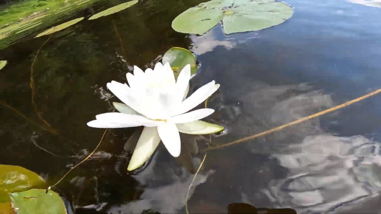 Water Lily