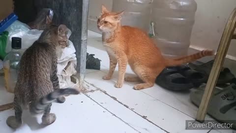 Little Kitty Takes on Big Cat in Epic Battle!