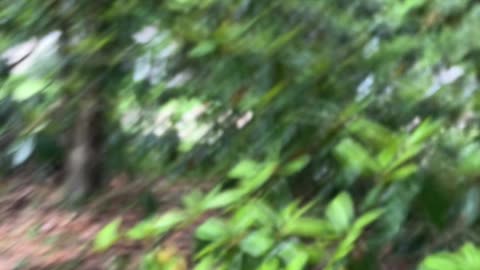 CDR in a Tree