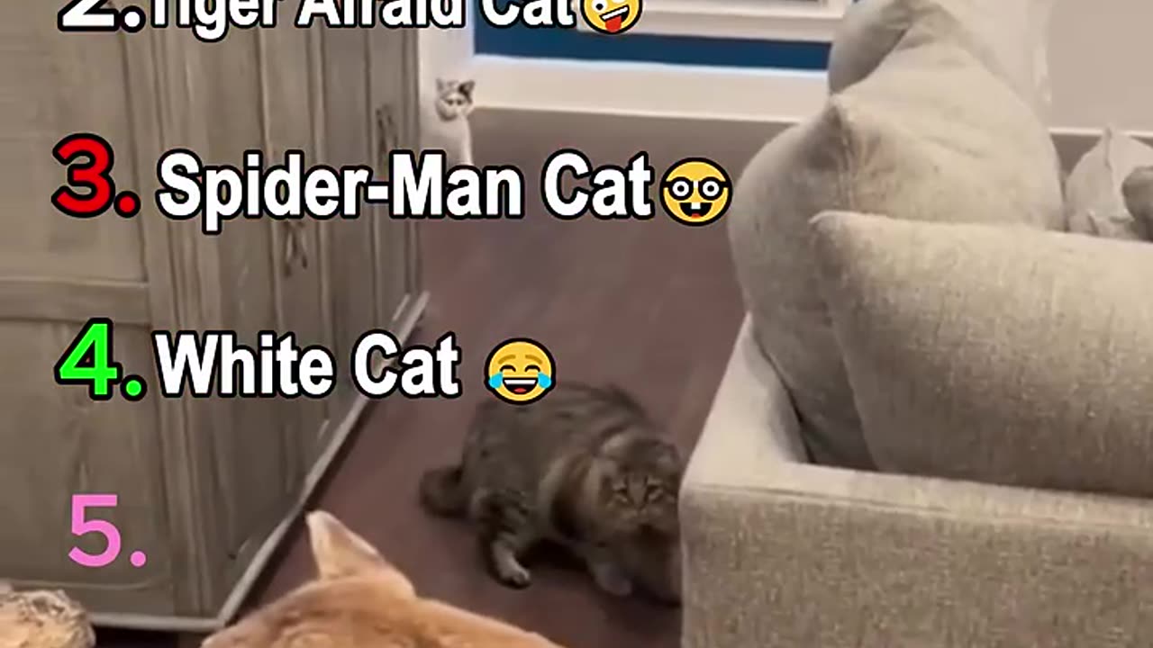 Ranking Funny Cat Moment