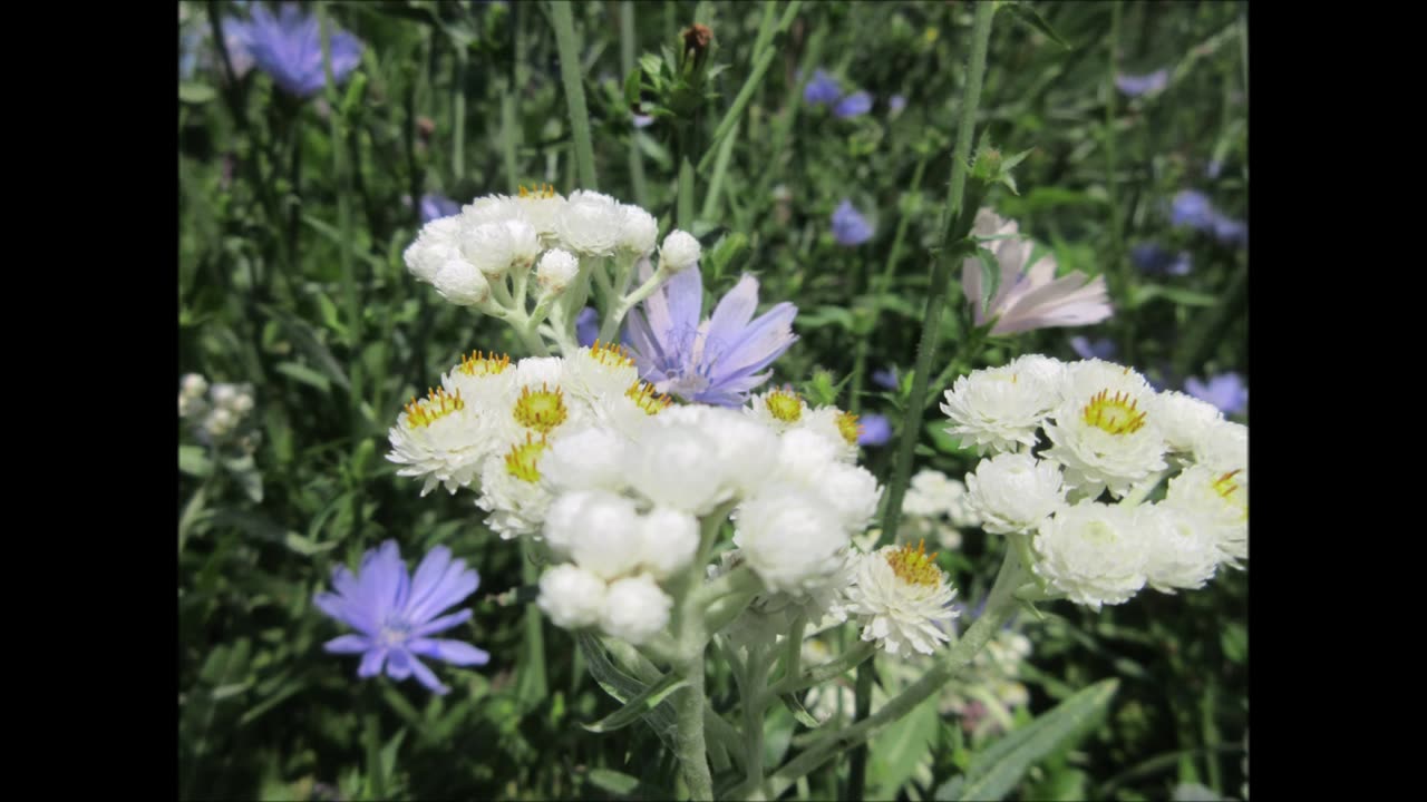 Breath Within Pearly Everlasting July 2024