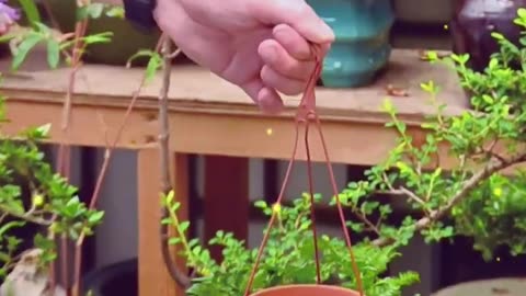 Top Raspberry Companion Plants to Boost Growth & Keep Pests Away