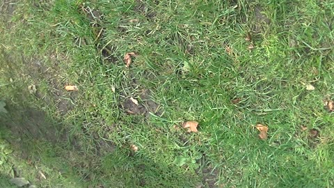 Pegida Enschede 2017 12/17