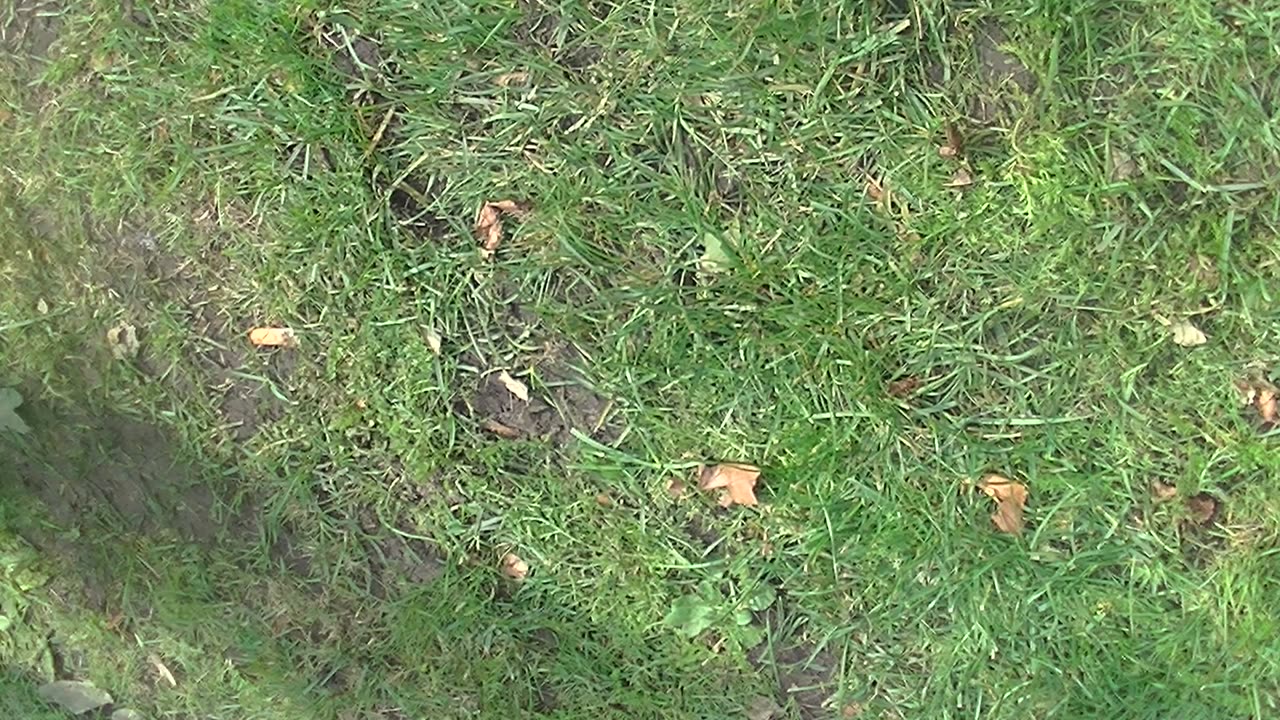 Pegida Enschede 2017 12/17