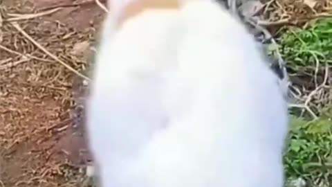 Fun Pets