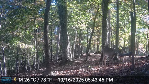 The Woods – 10/17/2025