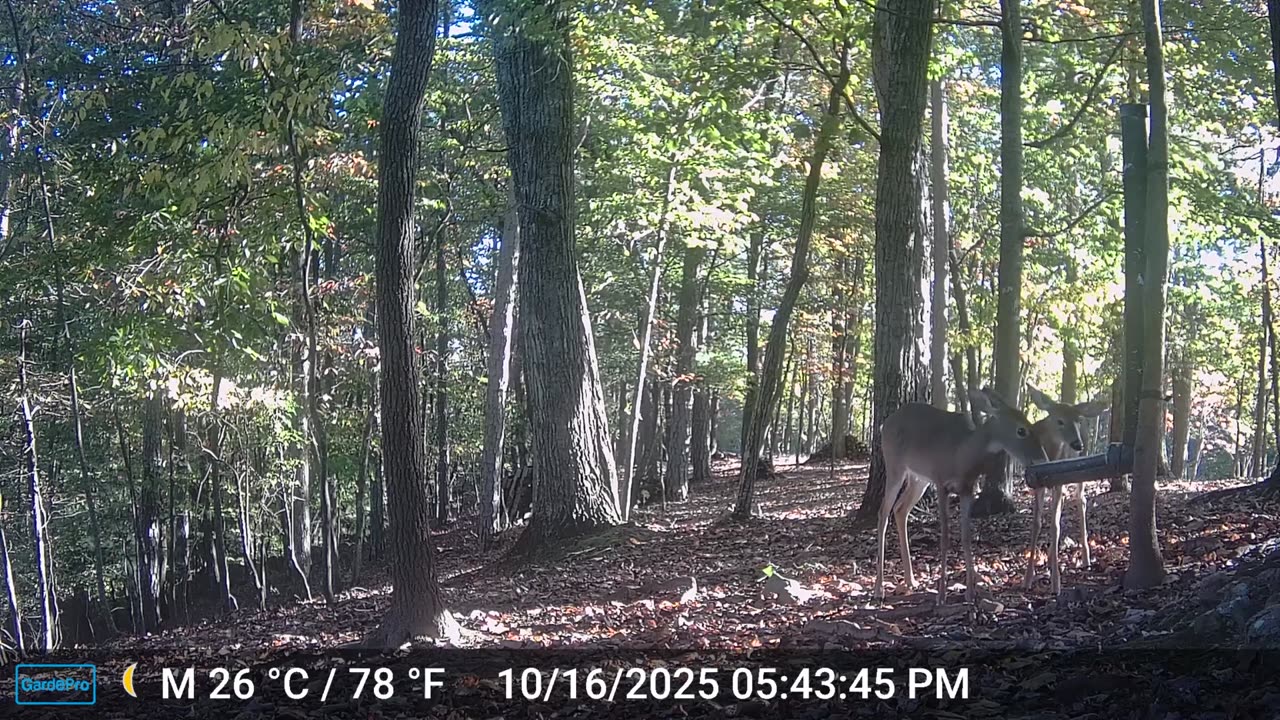 The Woods – 10/17/2025