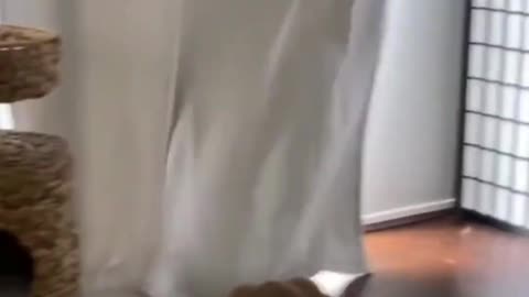 Funny Cats And Dogs Videos 😂 #4 - Best Funniest Animal Videos 2025😅