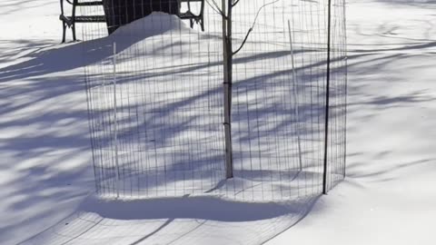 Pleasant Hills Arboretum - Part 1/2