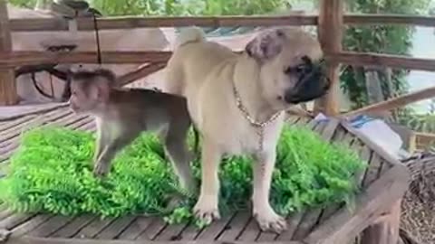rumble - viral dog