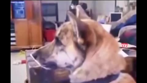 🐶💬 Andrew Meets His Talking Dog - You Won't Believe the Conversation! | FunFM