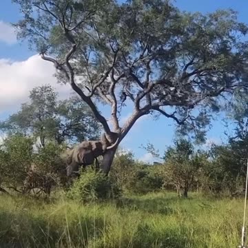 "Incredible Elephant Power! When a Tree Surrenders to Nature's Strength"
