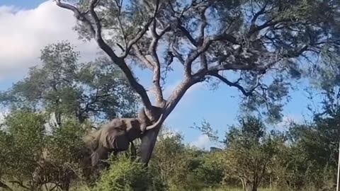 "Incredible Elephant Power! When a Tree Surrenders to Nature's Strength"
