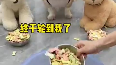 Cats are the cutest animal in pet's