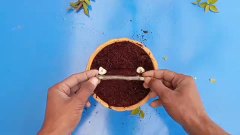 The Key to Successful Roses? Take a Look at This Garlic Trick!