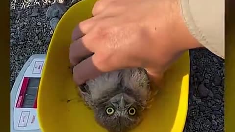 Baby Owl Has NO Survival Instincts