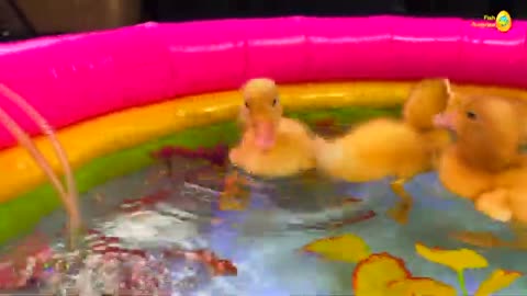 Amazing ducks pond colorful fish surprise eggs, koi, turtle, betta fish satisfying catch, goldfish