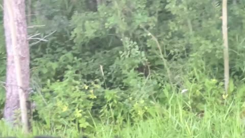 ⭕️BiG Bear spotted in front of us in the lake Audy road, Manitoba. 🇨🇦 on the way to Dauphin