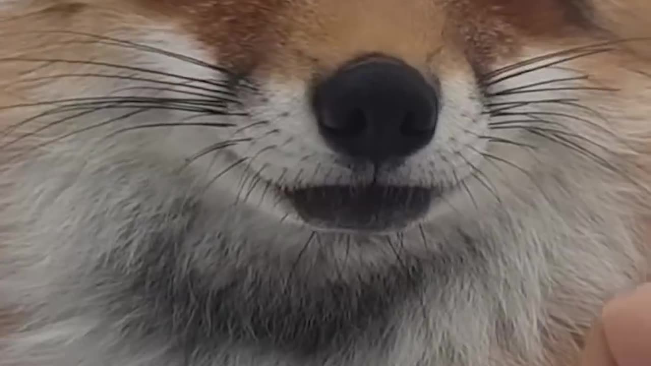 Fox core 🦊🦊🦊