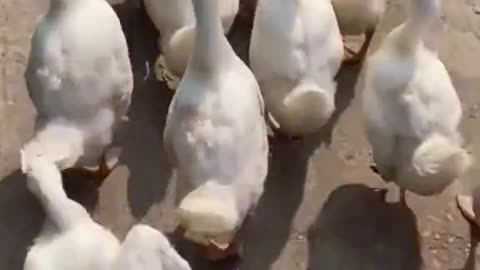 Duck Core