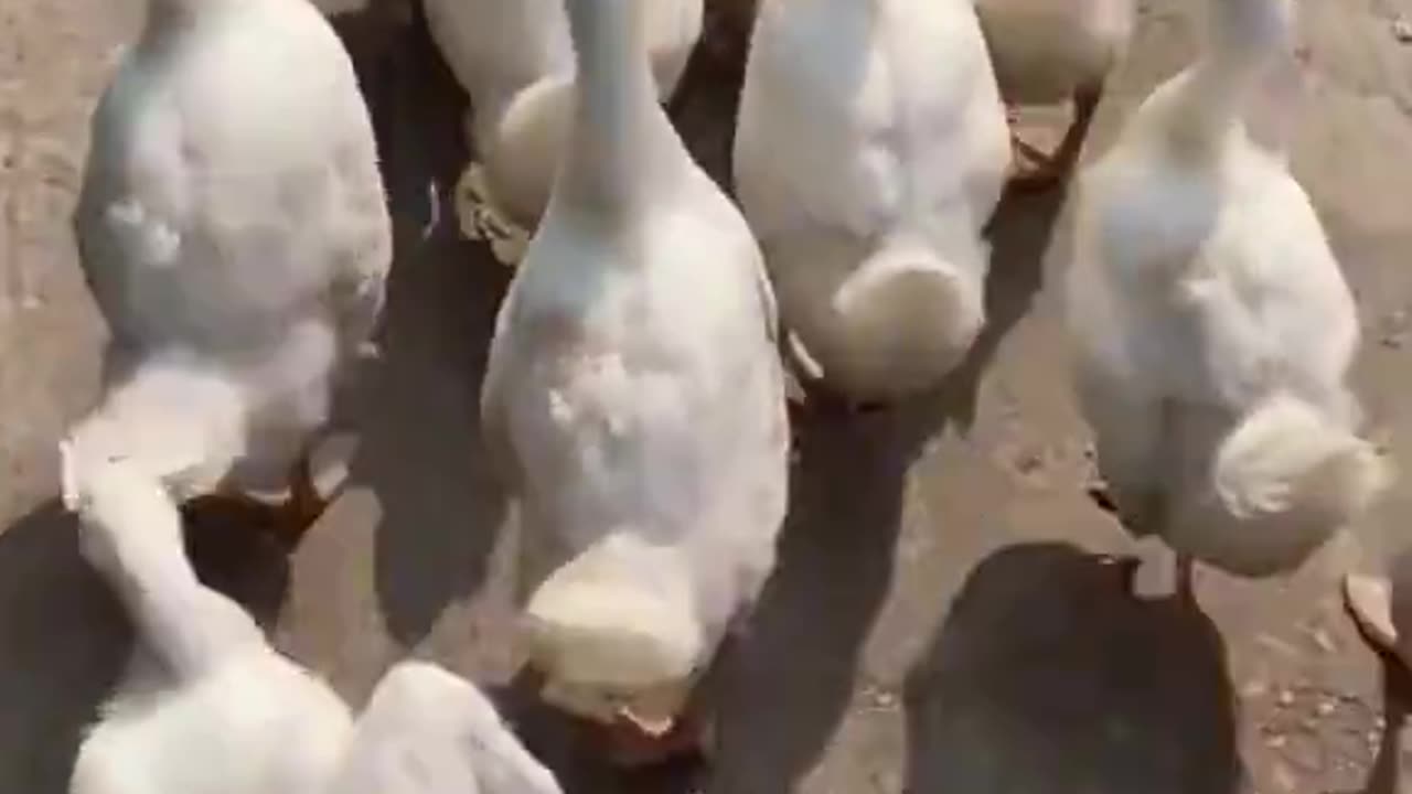 Duck Core