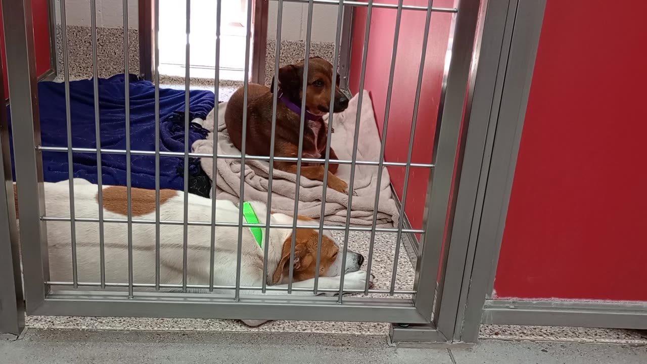 Lenora-brown 2y A803800 Armour 2y A867603 kennel 4 pod 1 PACC shelter