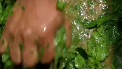 Making grass jelly from Urceola polymorpha leaves
