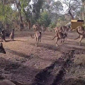 Kangaroo diaries only in Australia 🇦🇺