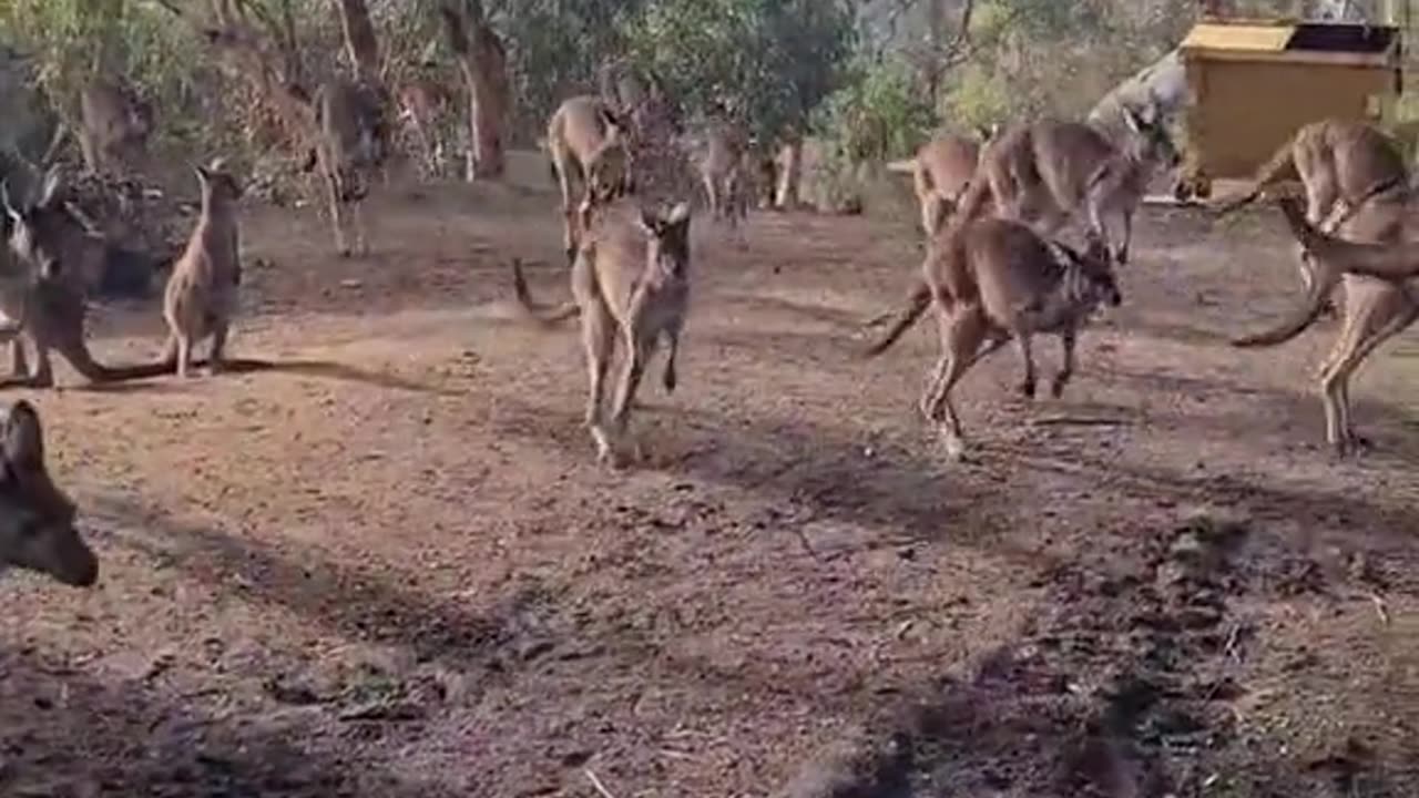 Kangaroo diaries only in Australia 🇦🇺