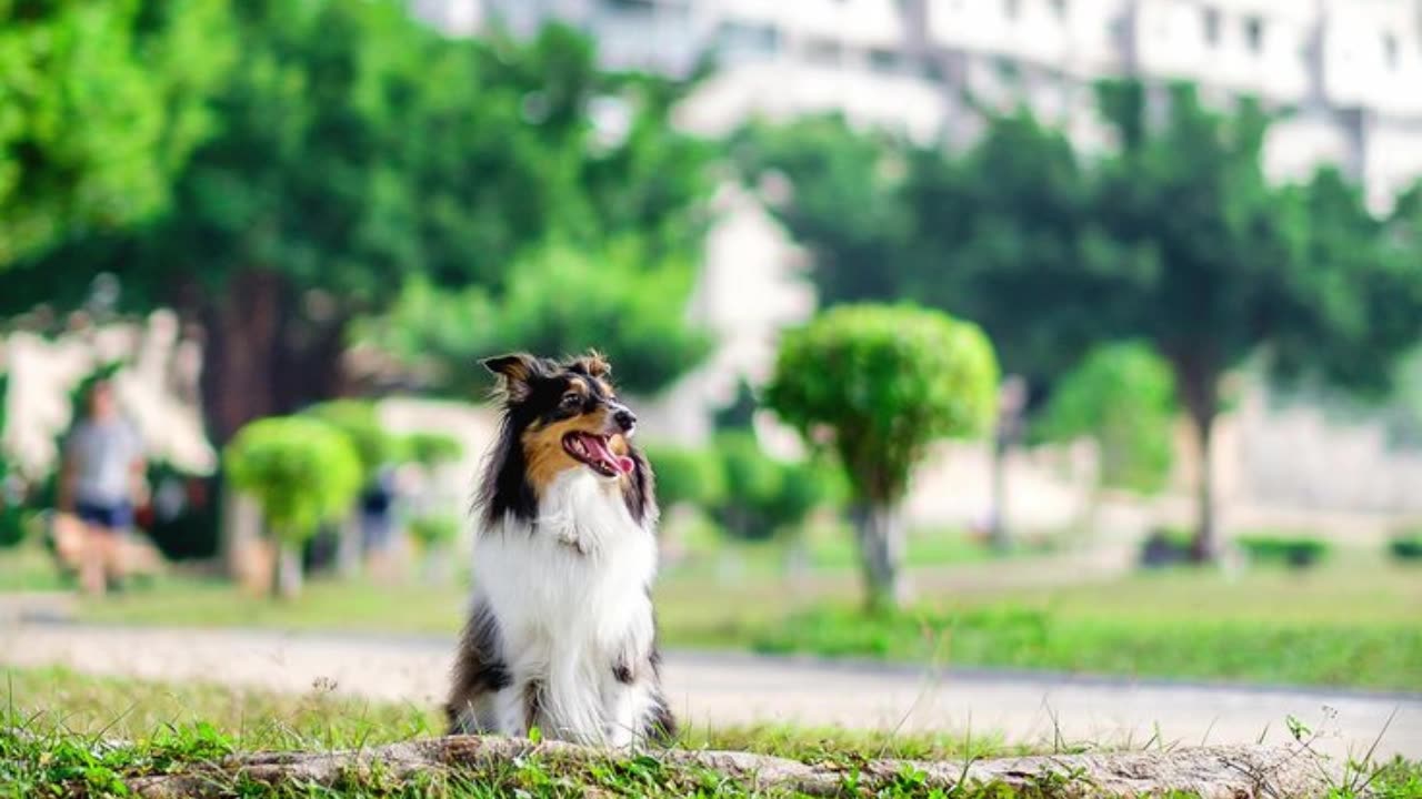 Stars Inside My Sleep