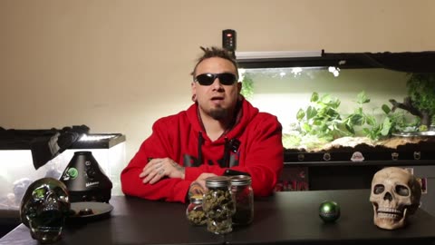 dispensary cannabis VS home grown cannabis!