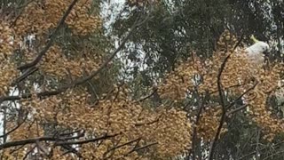 Cockatoos Hanging Out