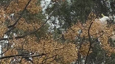 Cockatoos Hanging Out