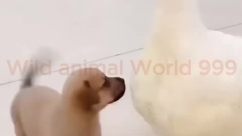 Funny Cats, animals & Dogs video